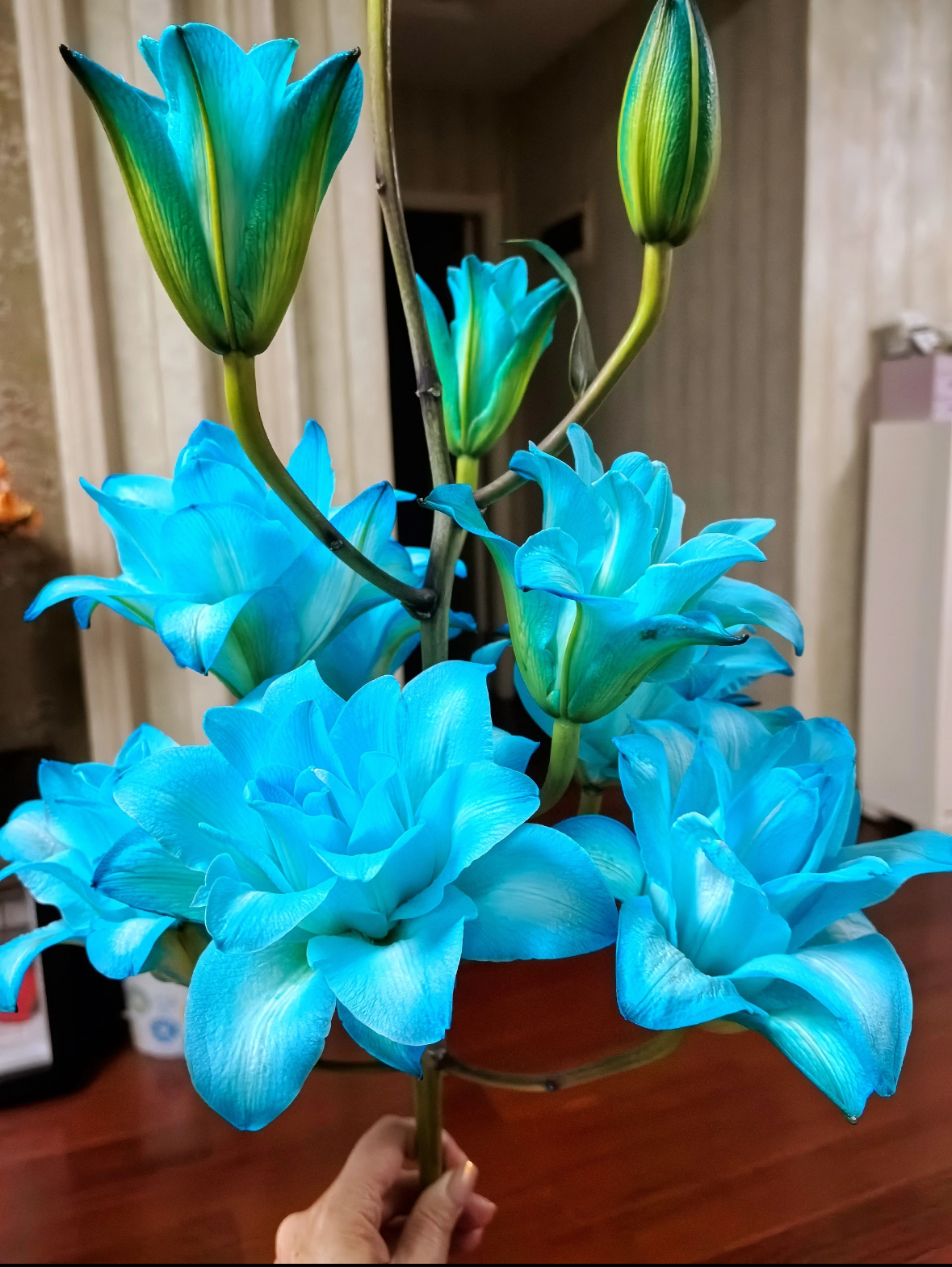 【A级 多头-蓝美人】高品质蓝色吸色重瓣百合 颜值高家居鲜花