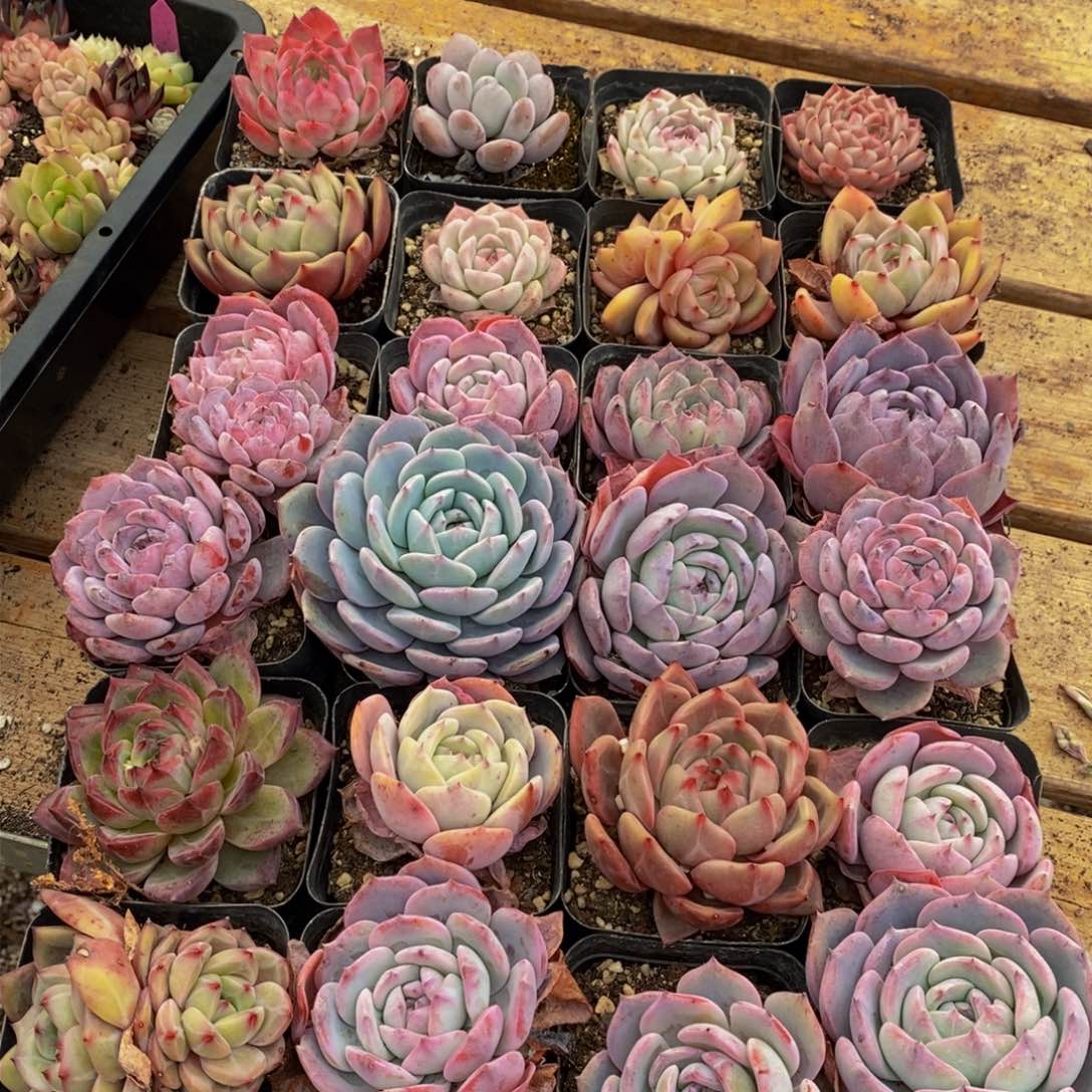 622多肉植物保护研究所所长的