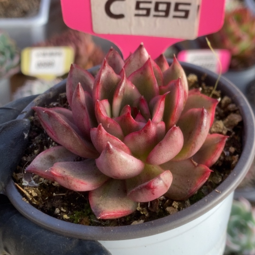 595野马锦锦锦锦锦