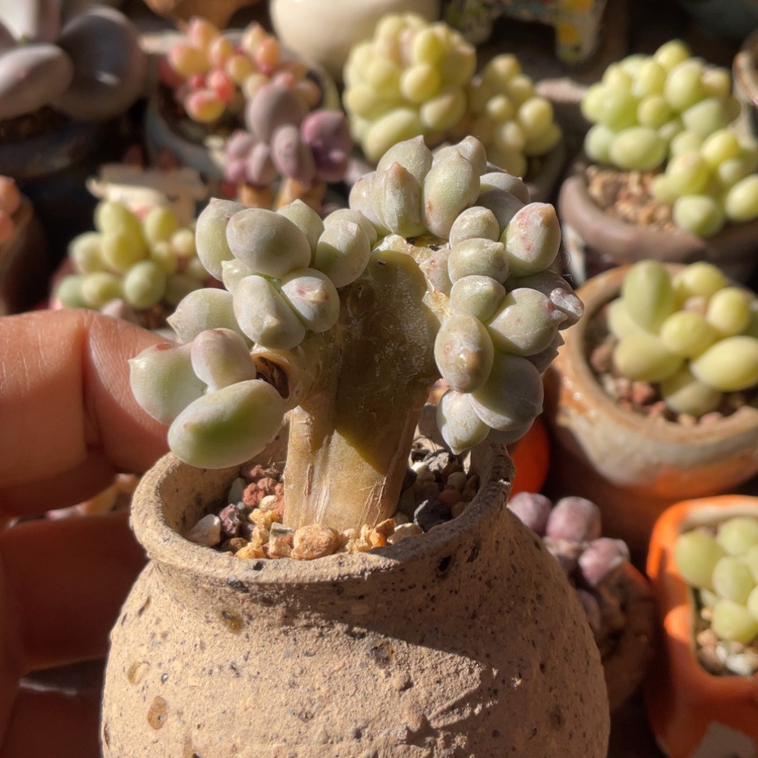 加菲猫杂交缀福利