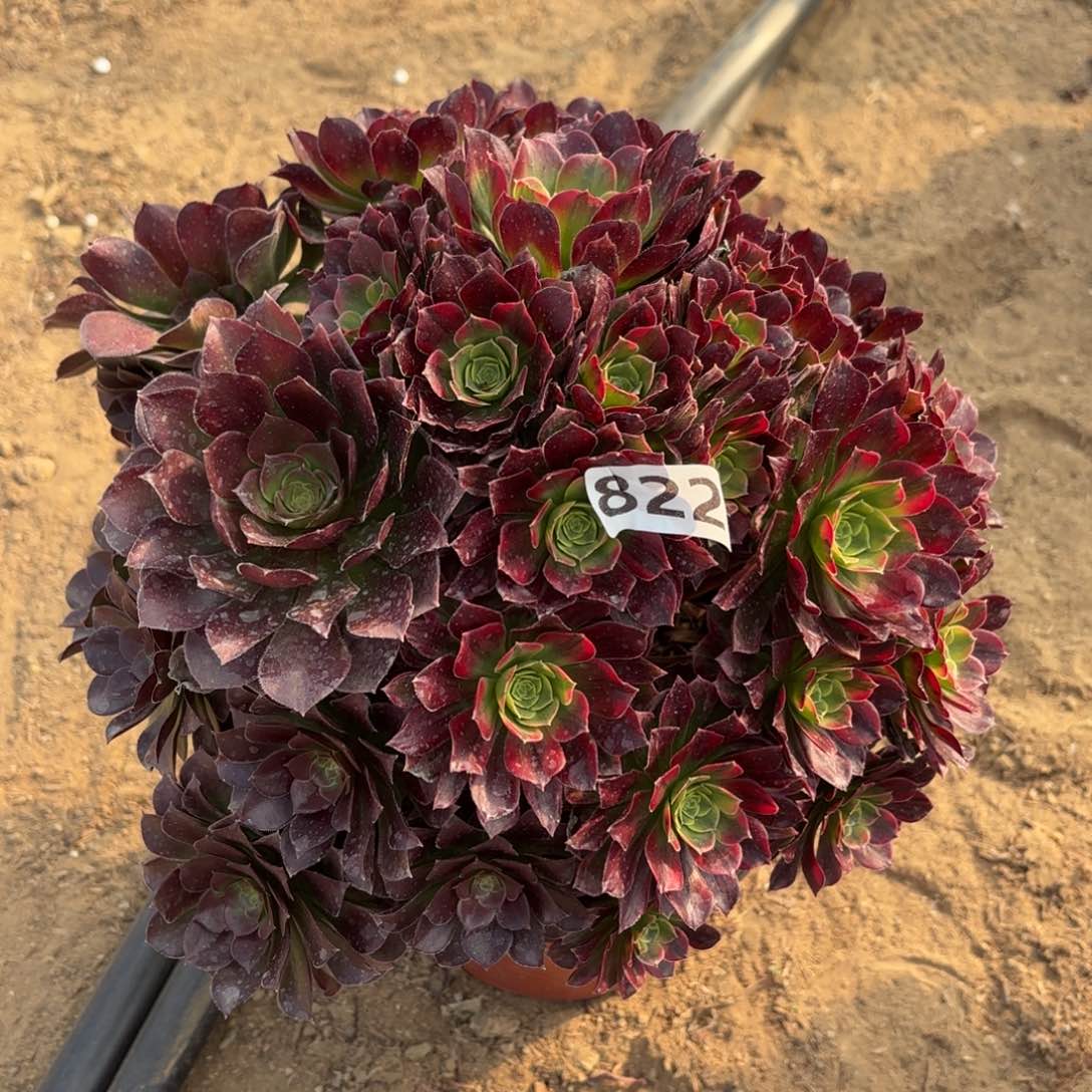 822安娜多肉不包损