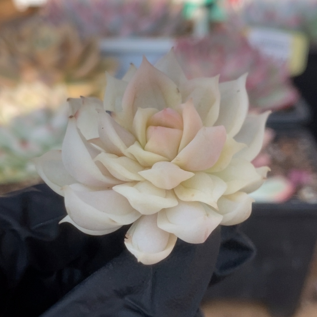 004牡丹冰锦锦锦锦