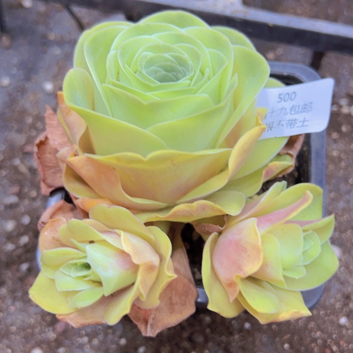 500 裸根不带土发货