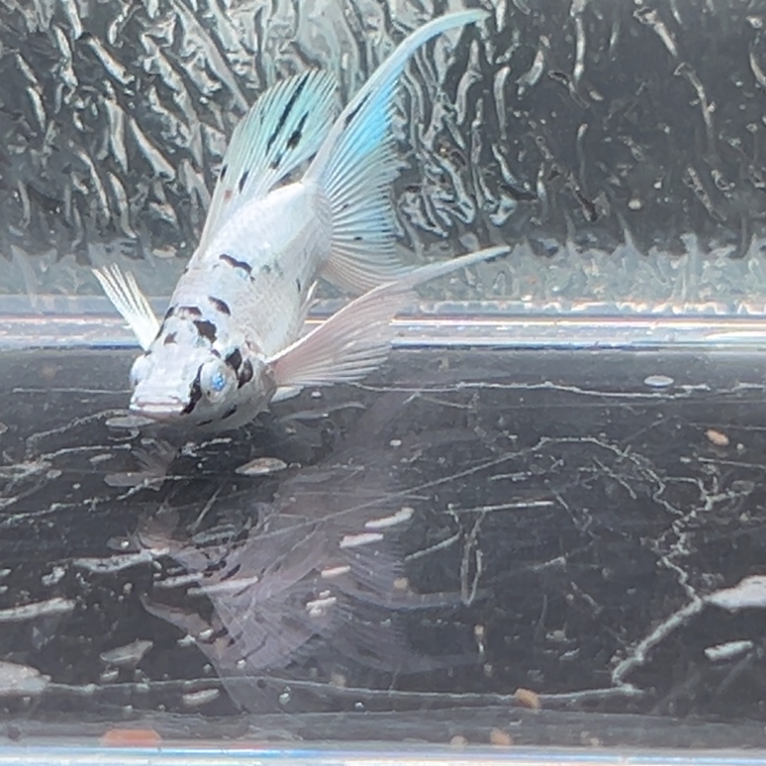 孔雀鱼玛丽鱼一条奶牛公