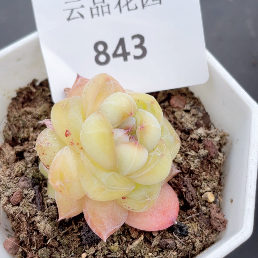 843号糖心冰心珍妮