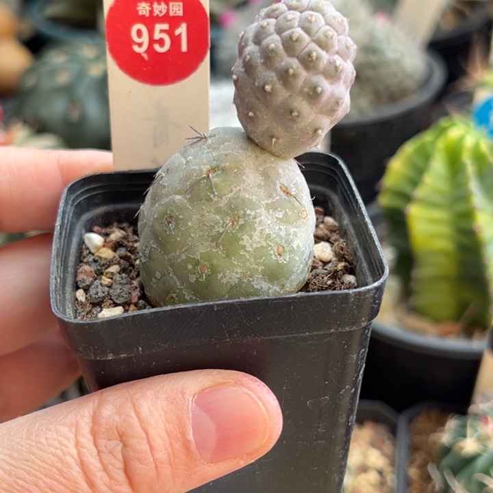 自根双头习志野一棵