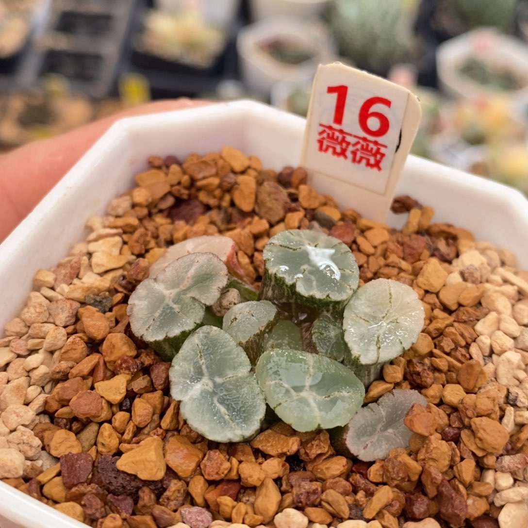 不开花植物16万象锦