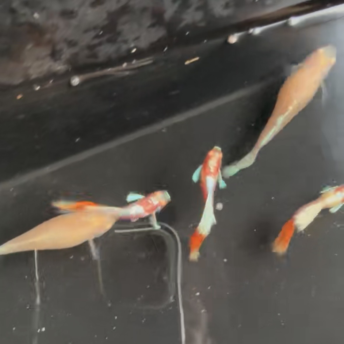 火烧云欧翼飞船热带鱼好养耐活