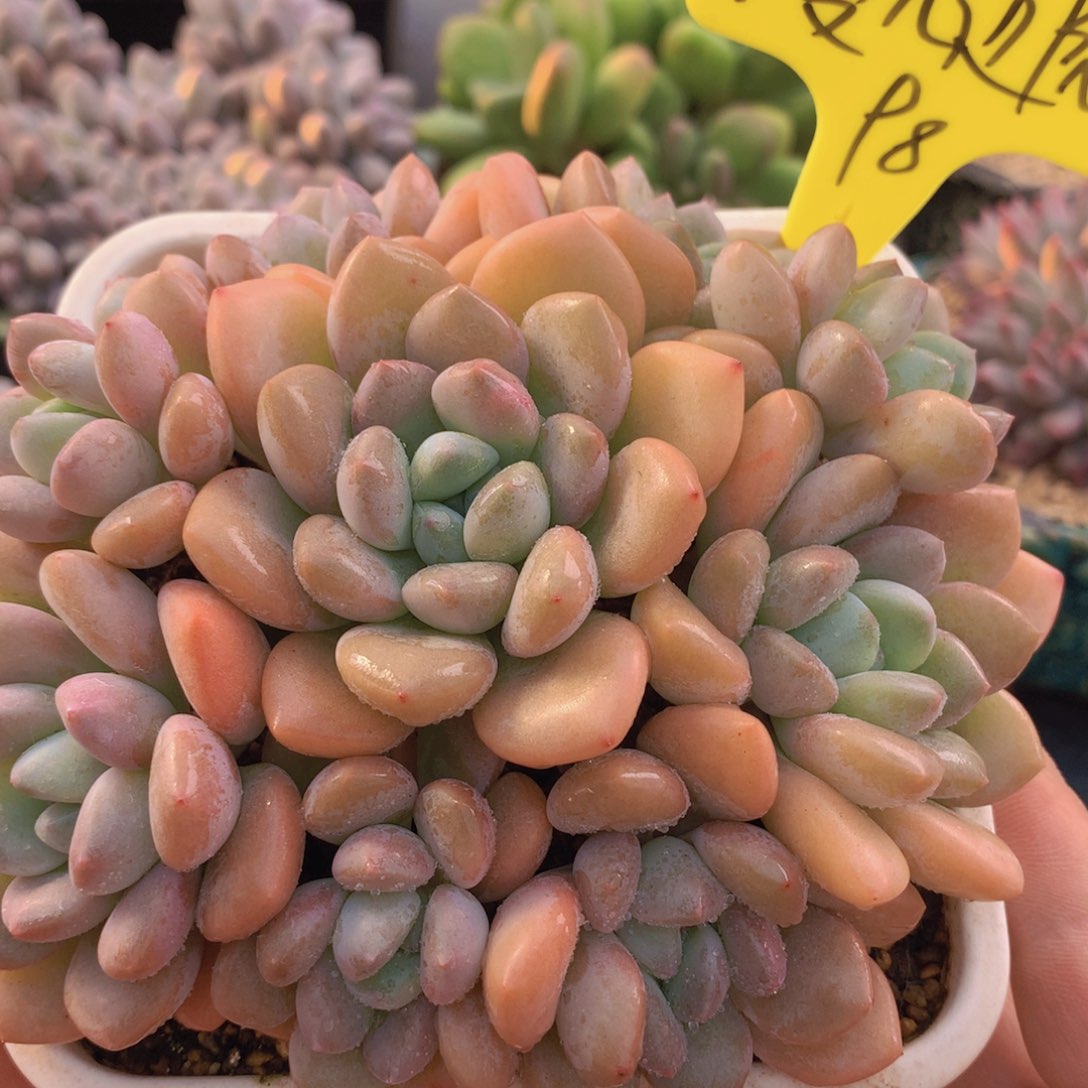 我家的小可爱们都好可爱啊