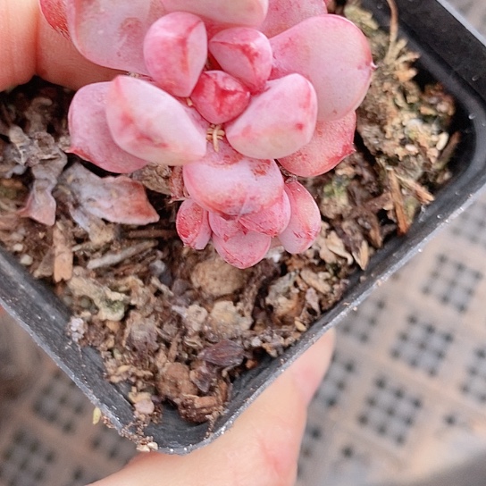 依*875多肉植物老桩