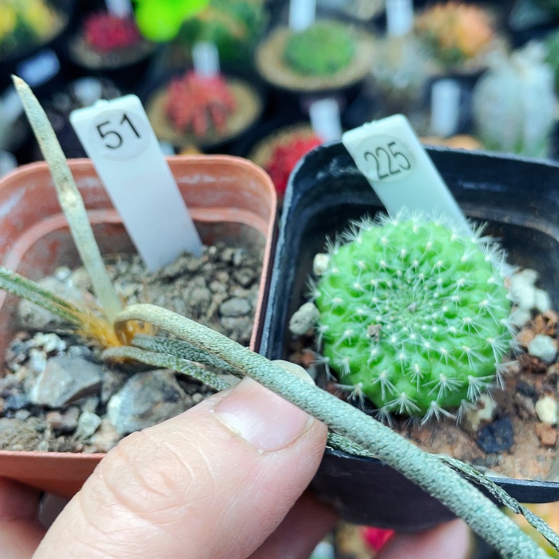 右边赠品非偏远地区满25包邮仙人球