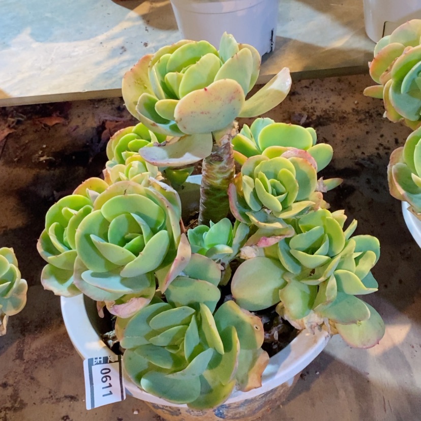 【闪购商品】碧桃0611