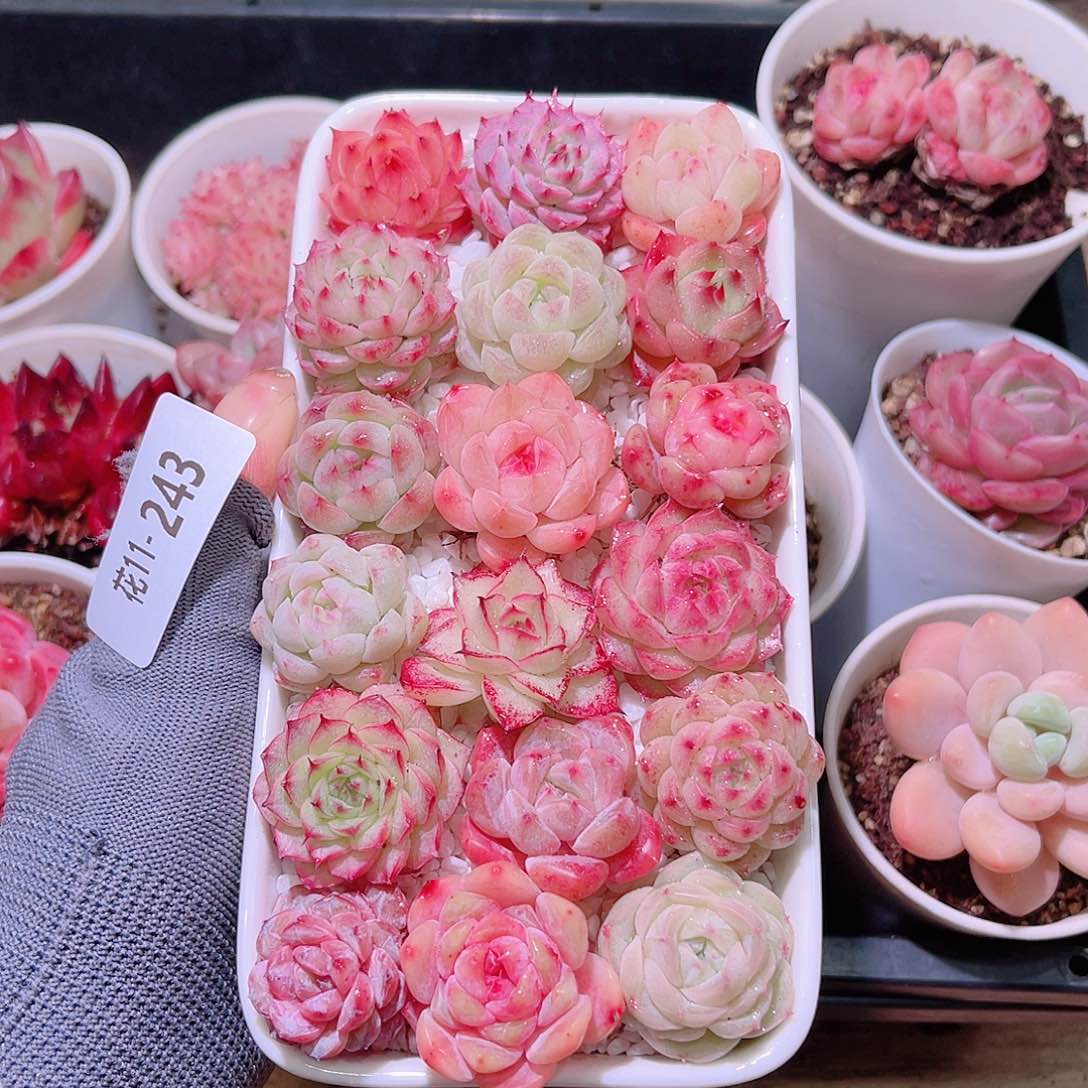 花11-243拼盘➕花盆➕土➕铺面石➕镊子