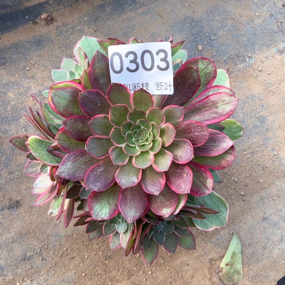 粉花妖，脱土发货