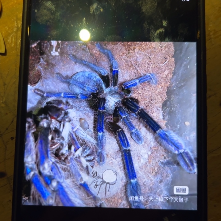 跳蛛新加坡蓝4-5cm小母