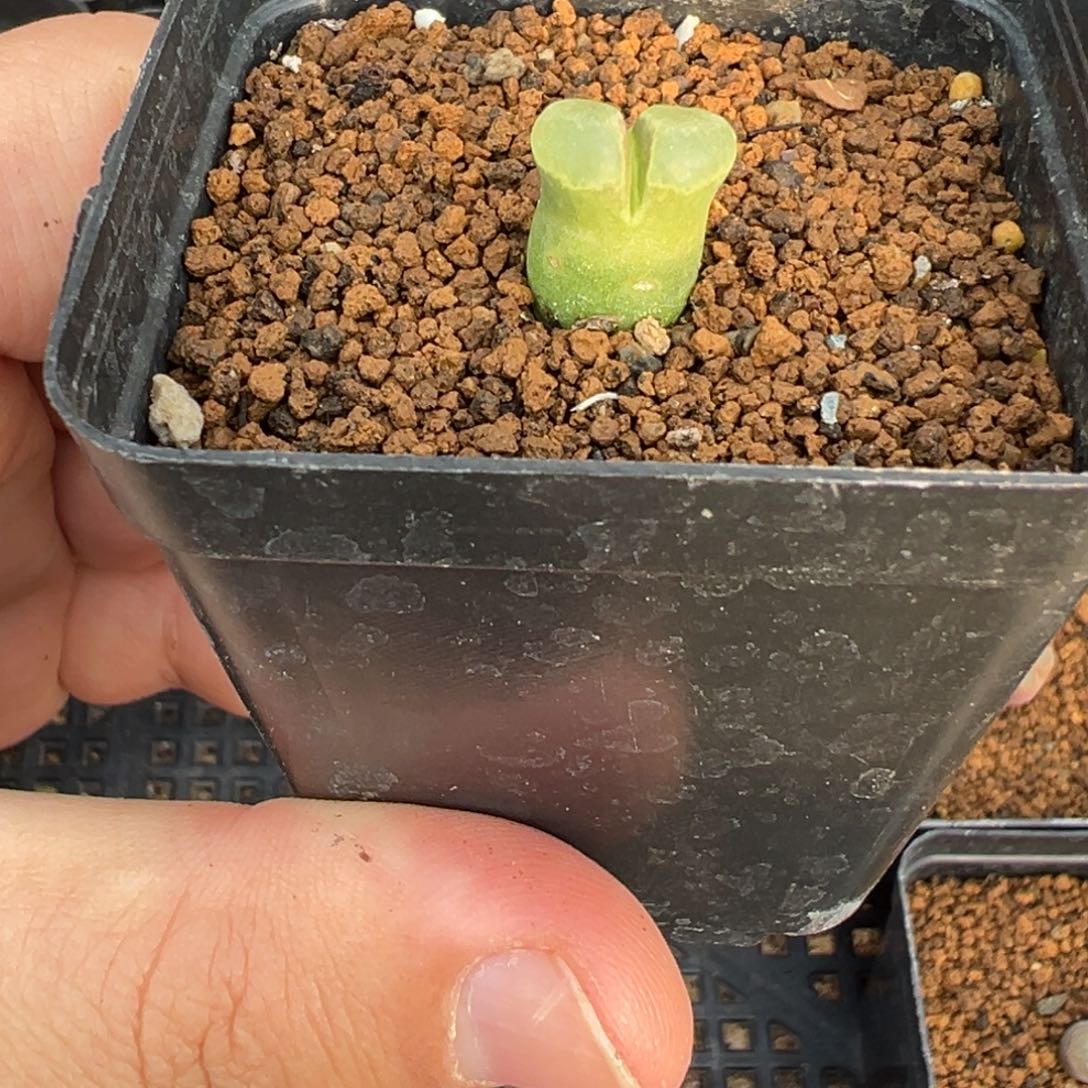 4-56肉锥多肉植物