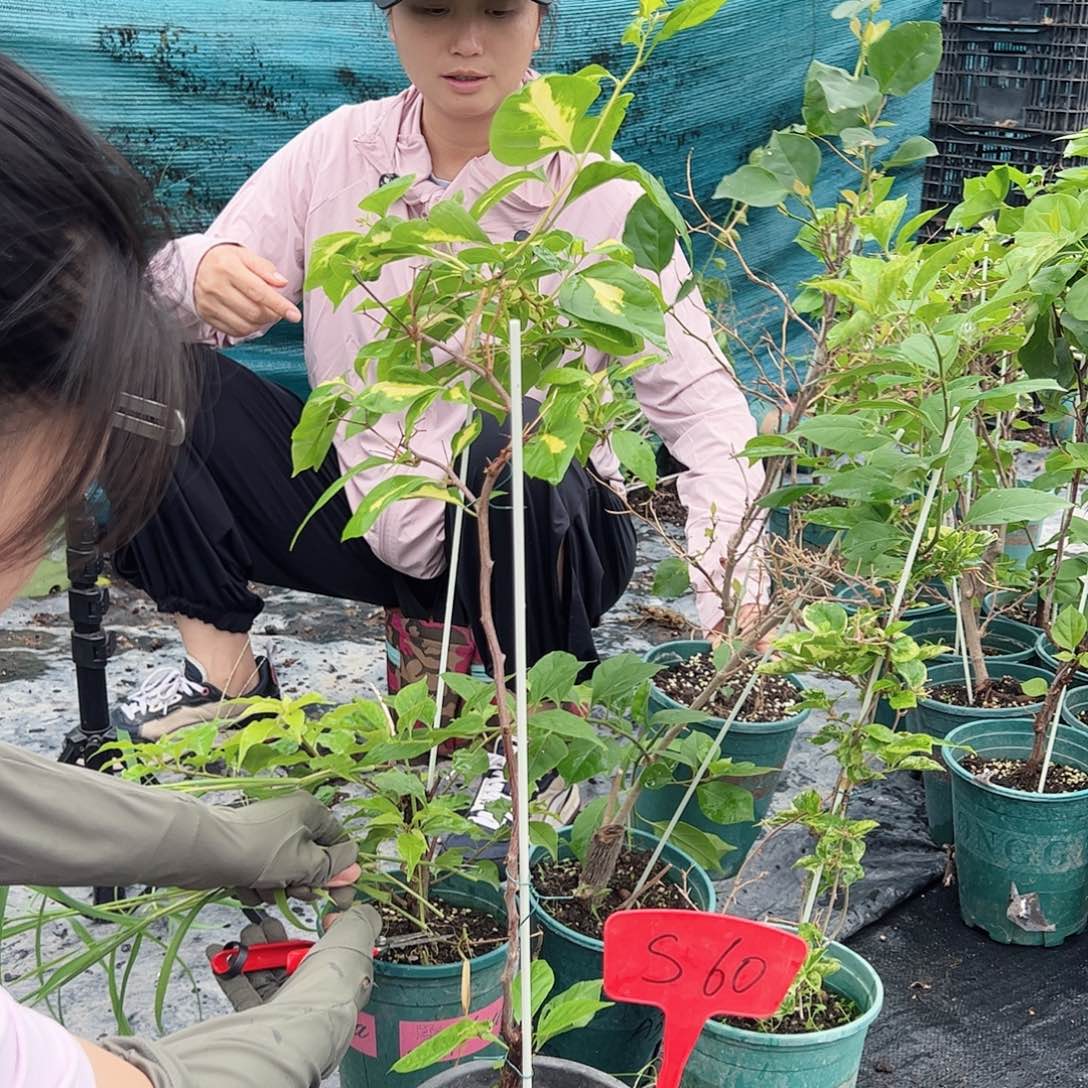 当前无花栽培后可以开花S60随机一颗