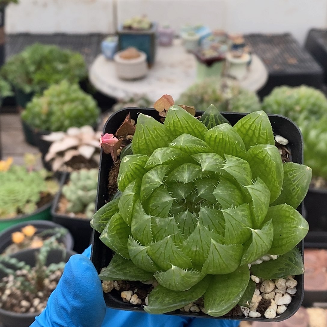 974 实生樱水晶 带盆土