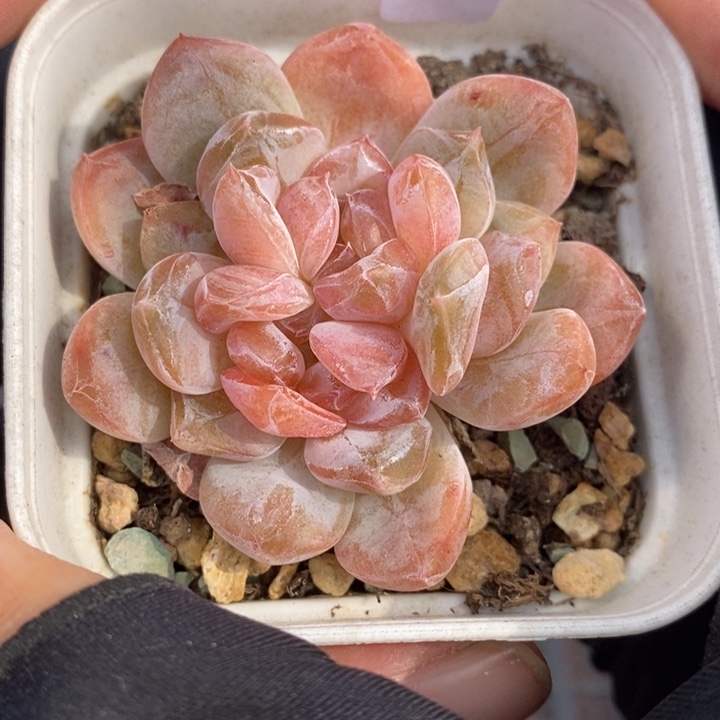 1204-581'，粉魄多肉双心