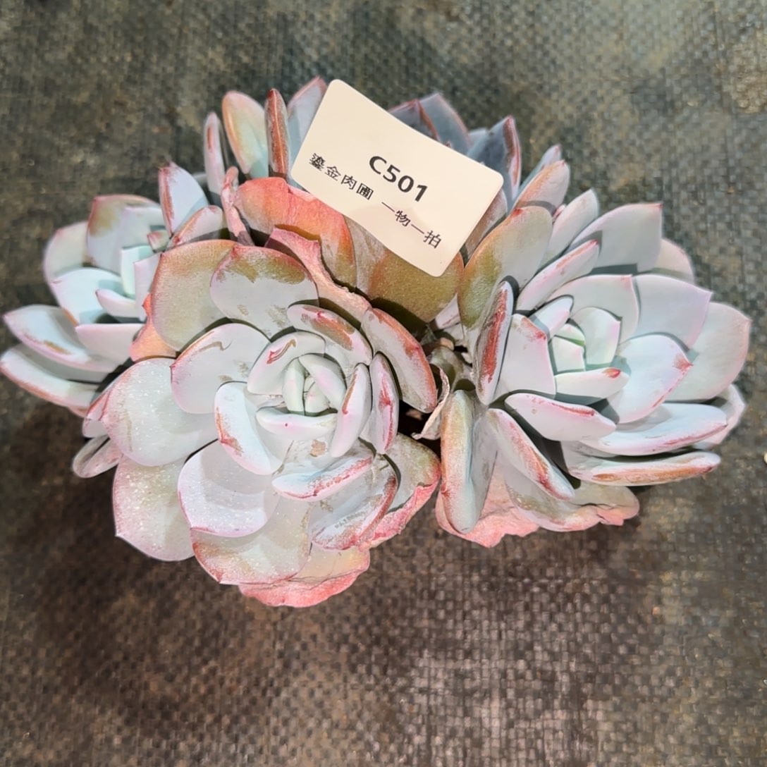 猫****C501奶茶老桩4头    