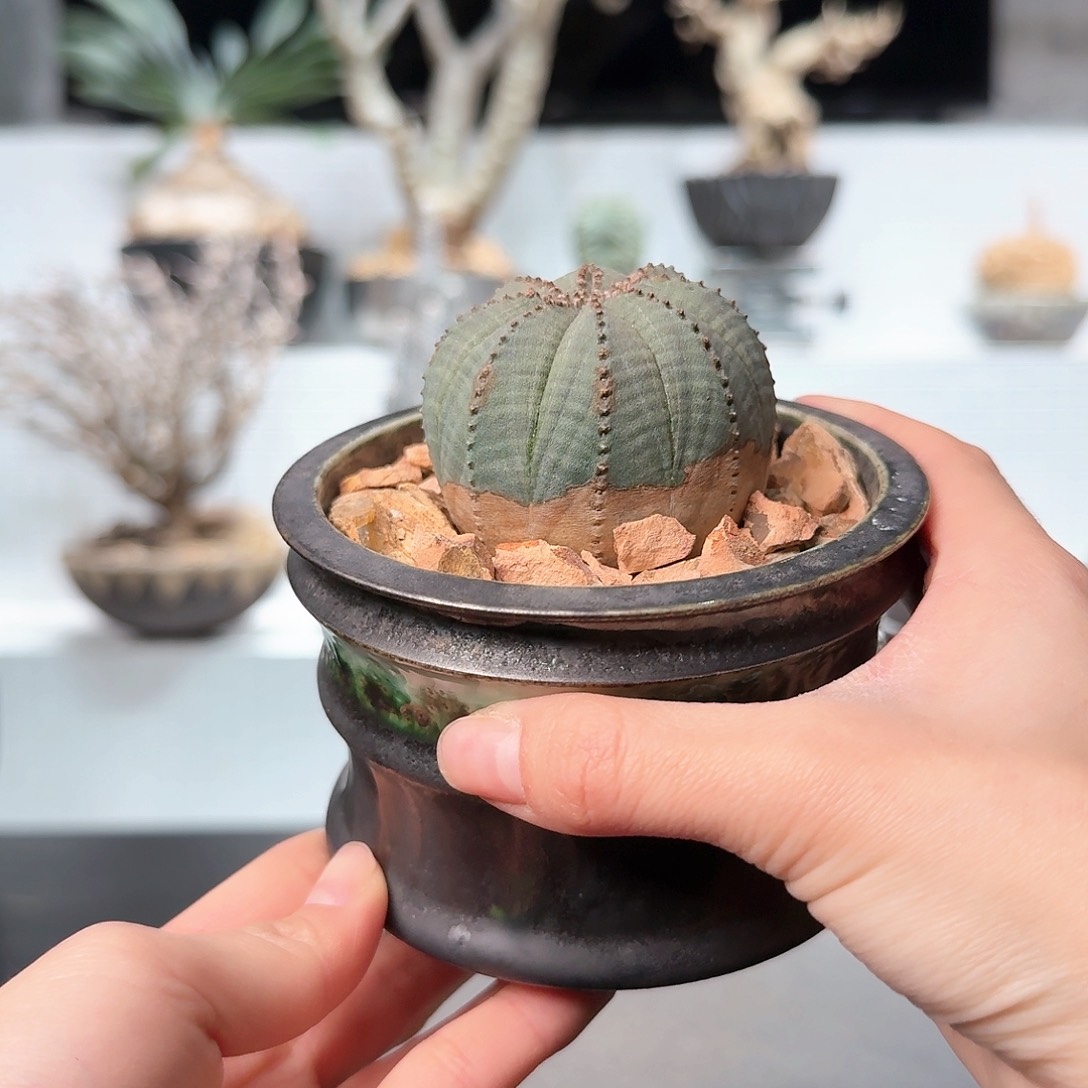 红陶福利欧布 一物一拍18