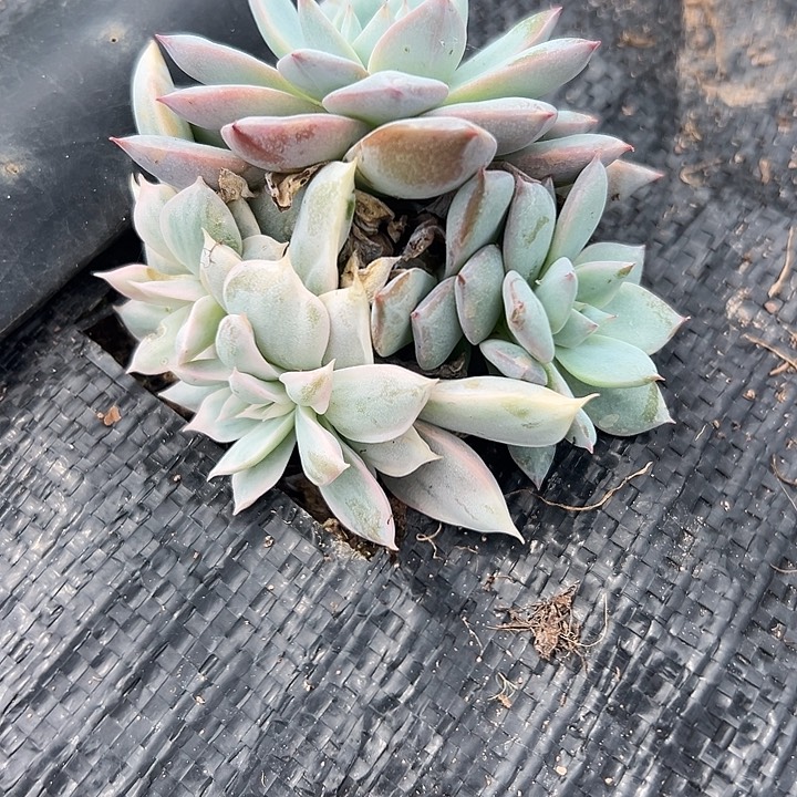 厚叶粉蓝鸟锦多头