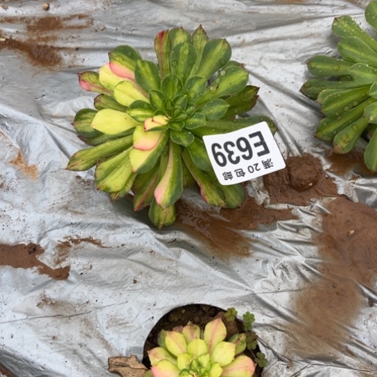 639知否法师不包断枝