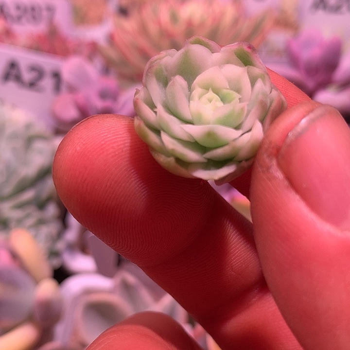 圆梦锦锦锦锦锦锦