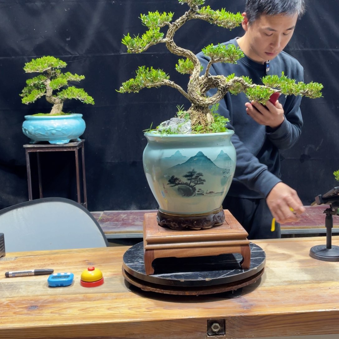 黄杨老桩盆景四季常青