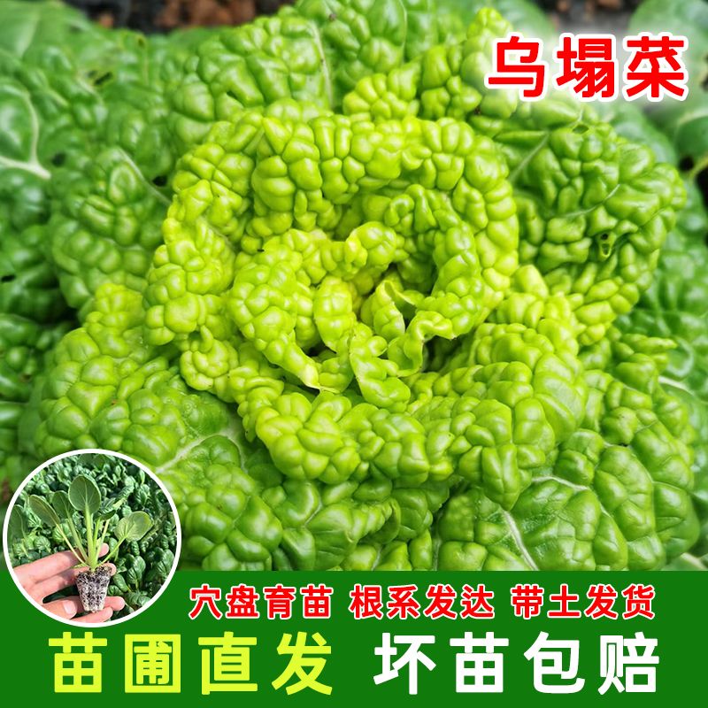 乌塌菜苗黄心菜秧苗带土秧新鲜蔬菜小八叶种子现摘活苗秋冬冻不死