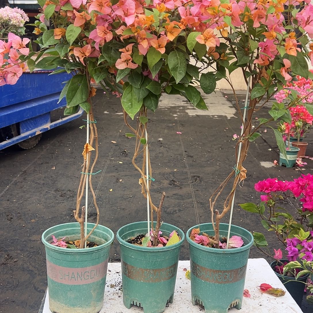 大部分花苞少量开放金发女郎棒棒糖带竹一棵