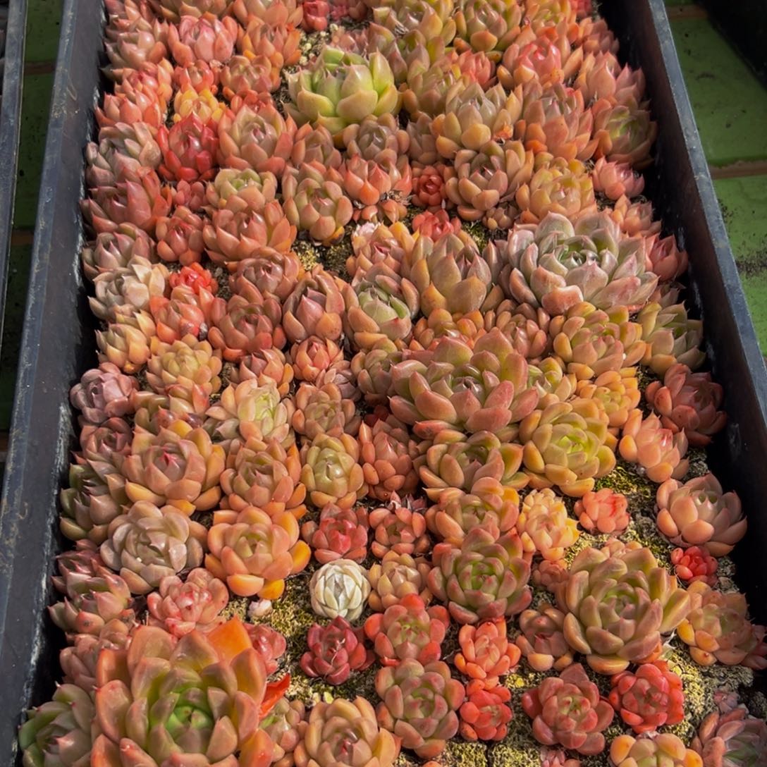 576大热天的一天从早上开始