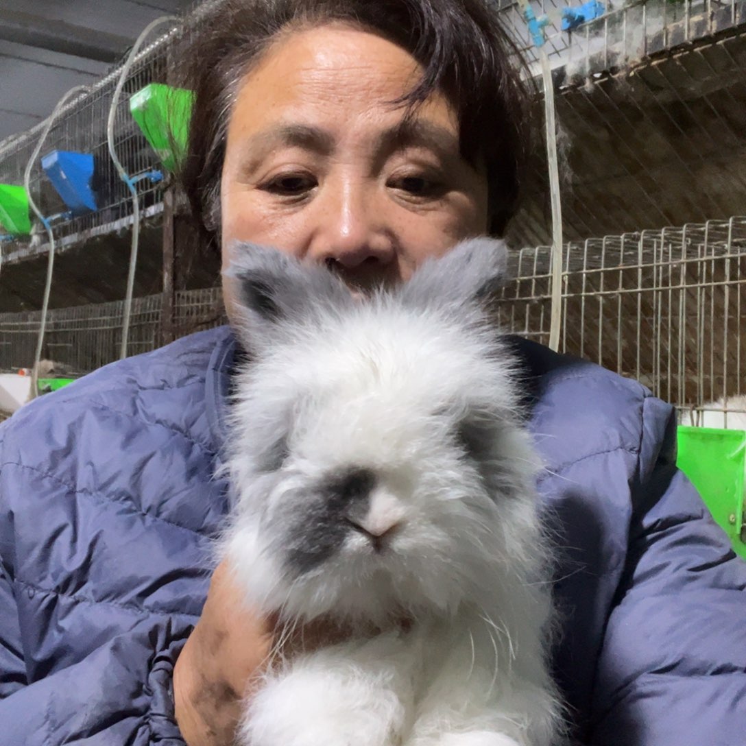 宠物兔英系安哥拉兔
