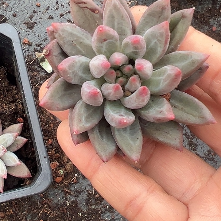 打***死鱼美人特价多肉美人