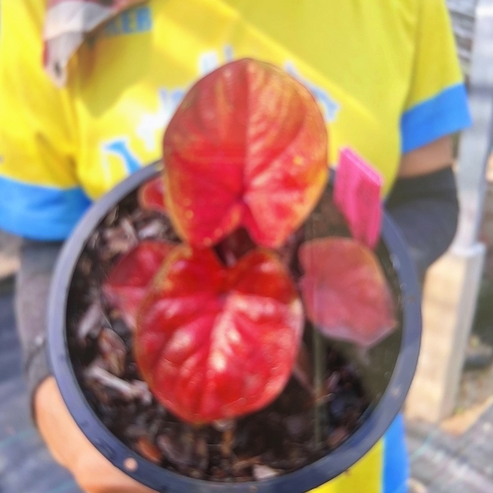 15-0215super nova彩叶芋泰国发货