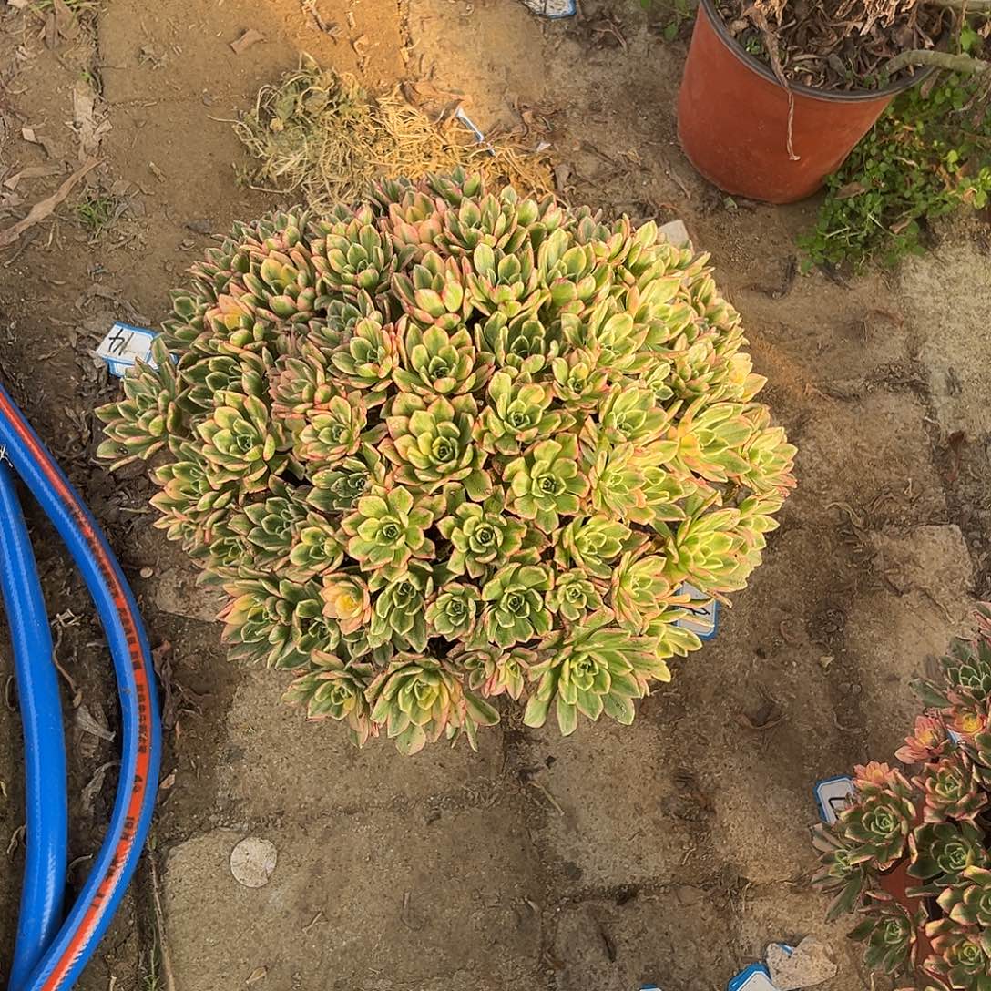 34甜茶法师多肉植物