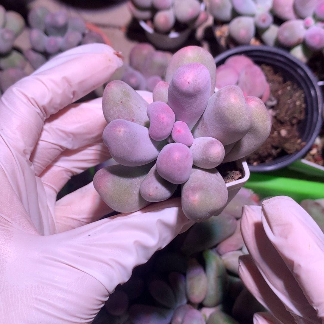 米可奶酪多肉米可