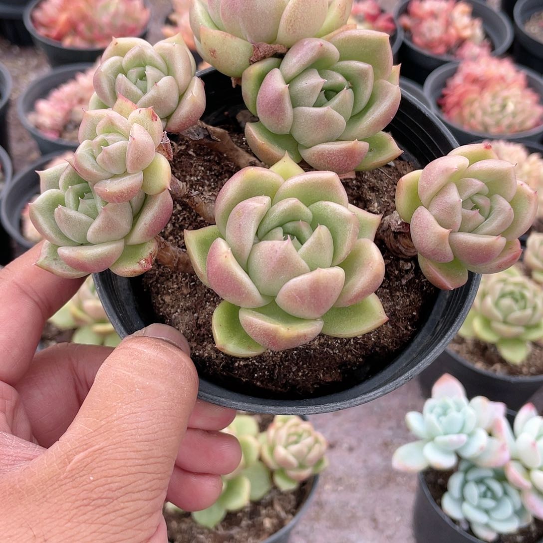 ?*幽2605 冰城 六月六