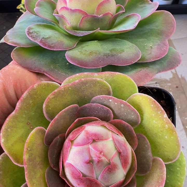 山地玫瑰帕系玫瑰