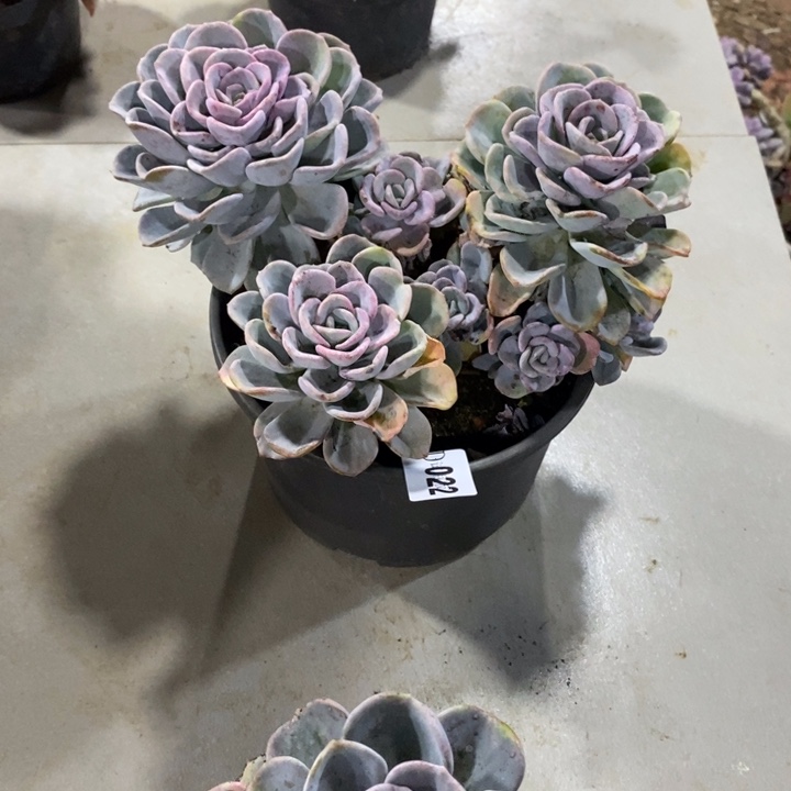 破***茧022美尻多肉植物多肉