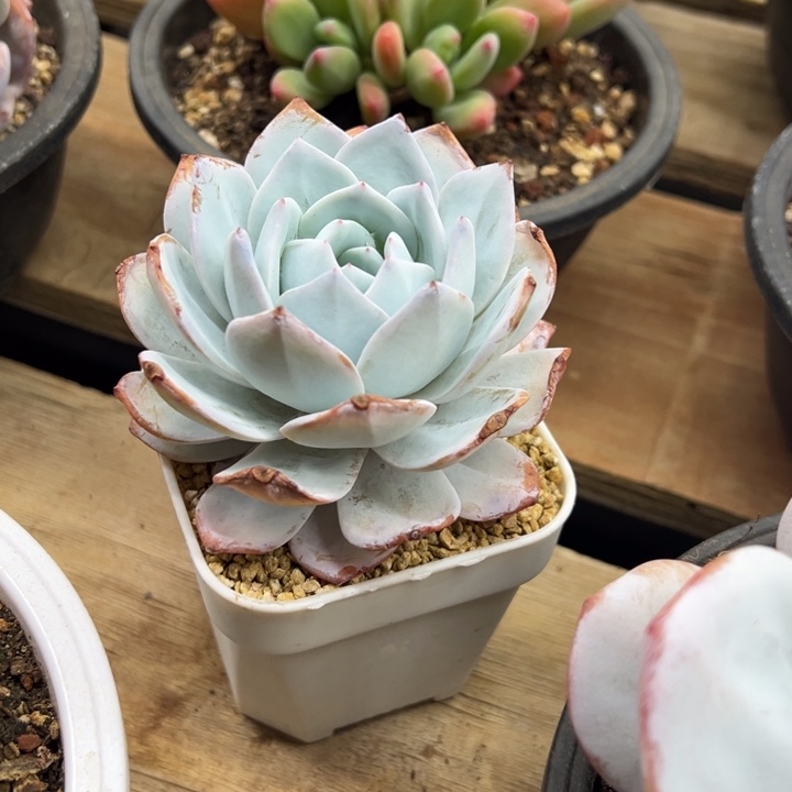 天山雪莲 夏鸣园艺