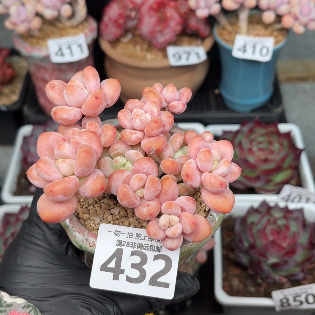 樱花洛神无盆土发货