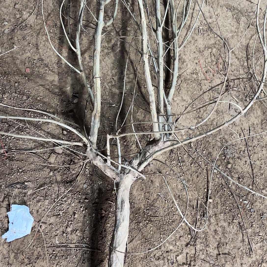 完全开放软籽石榴