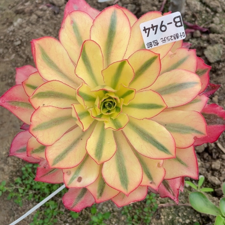 944魅影嫁接多肉12345678