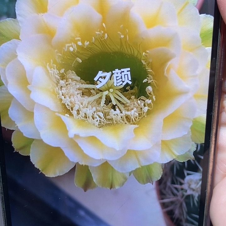 彩草绿黄白6公分左右