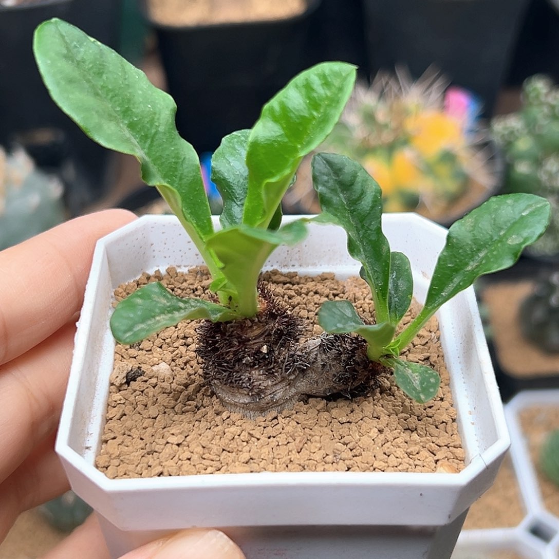 无花朵双头象鼻大戟