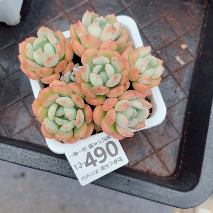 蜜桃格林无盆土发货多肉多