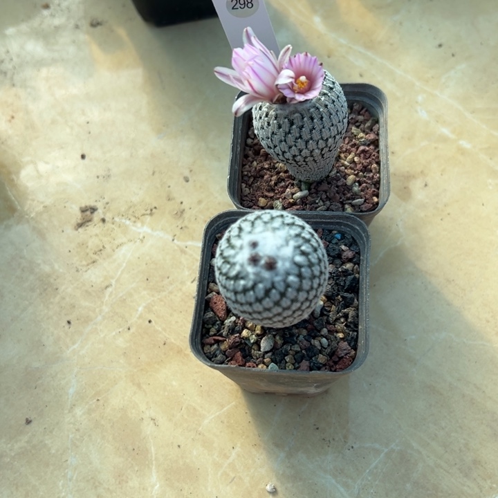 肉***ღ298号两颗实生精巧殿