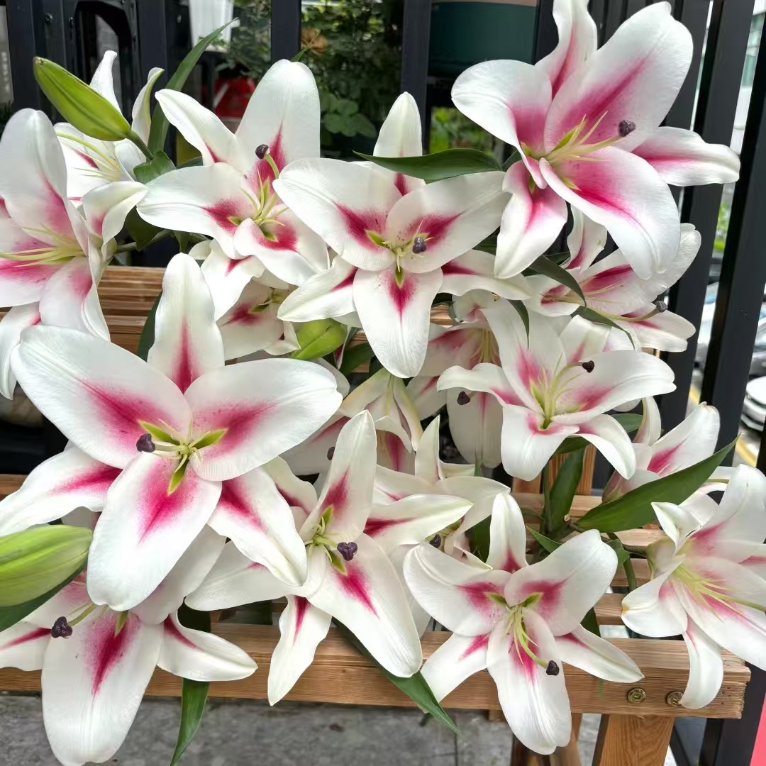 【大聪明卖花】火箭少女百合-任意2单鲜花包邮发货后不支持退款