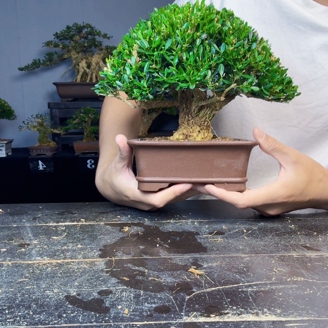 妙***爷无花朵黄杨盆景一物一拍